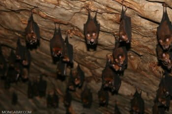 Banner image of bats in a Malaysian limestone cave. Photo by Rhett A. Butler.
