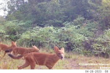 Banner image of dholes recorded via camera trap in CCML in 2024, courtesy of Conservation International.