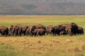 Banner image of a herd of elephants at Jim Corbett National Park in northern India. Image by A. J. T. Johnsingh, WWF-India and NCF via Wikimedia Commons (CC BY-SA 4.0).