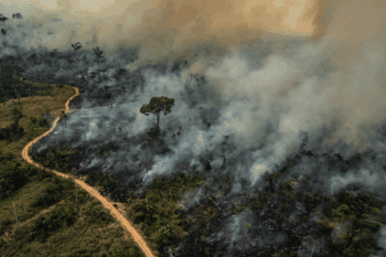 Forest fires in the state of Pará in the Brazilian Amazon. Image © Victor Moriyama/Greenpeace.