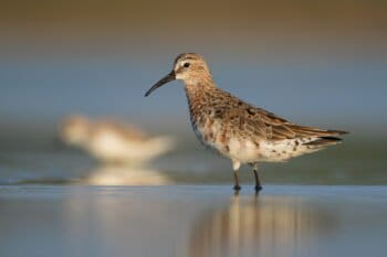 Banner image of a curlew sandpiper, courtesy of Ayuwat Jearwattanakanok/BirdLife International.