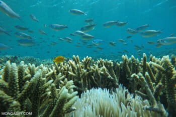 Banner image of a coral reef in Indonesia by Rhett A. Butler/Mongabay.