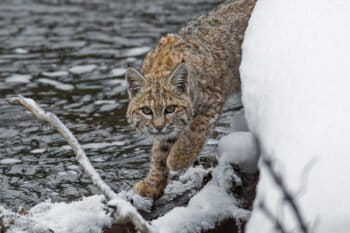 A bobcat navigates a snow-covered branch along the Madison River in Yellowstone National Park.
