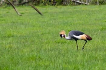 A graceful grey crested crane in the Eldoret-Iten watershed-Image Courtesy of TNC.