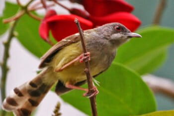 A bar-winged prinia (Prinia familiaris).