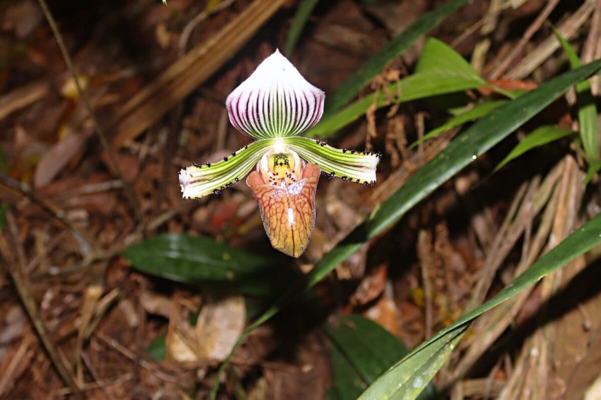 Paphiopedilum haynaldianum