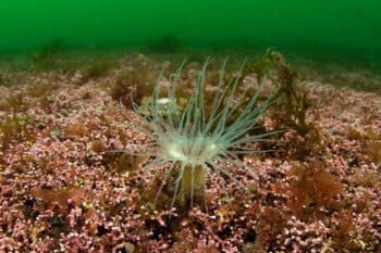 A burrowing anemone in the seabed.