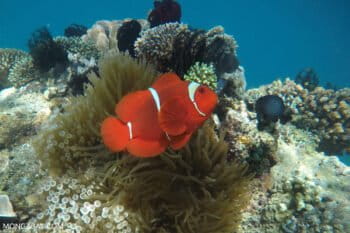 Banner image of clownfish and coral reef in Indonesia, by Rhett A. Butler/Mongabay.