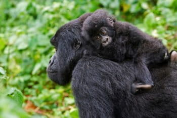 A female mountain gorilla carrying her baby on her back.