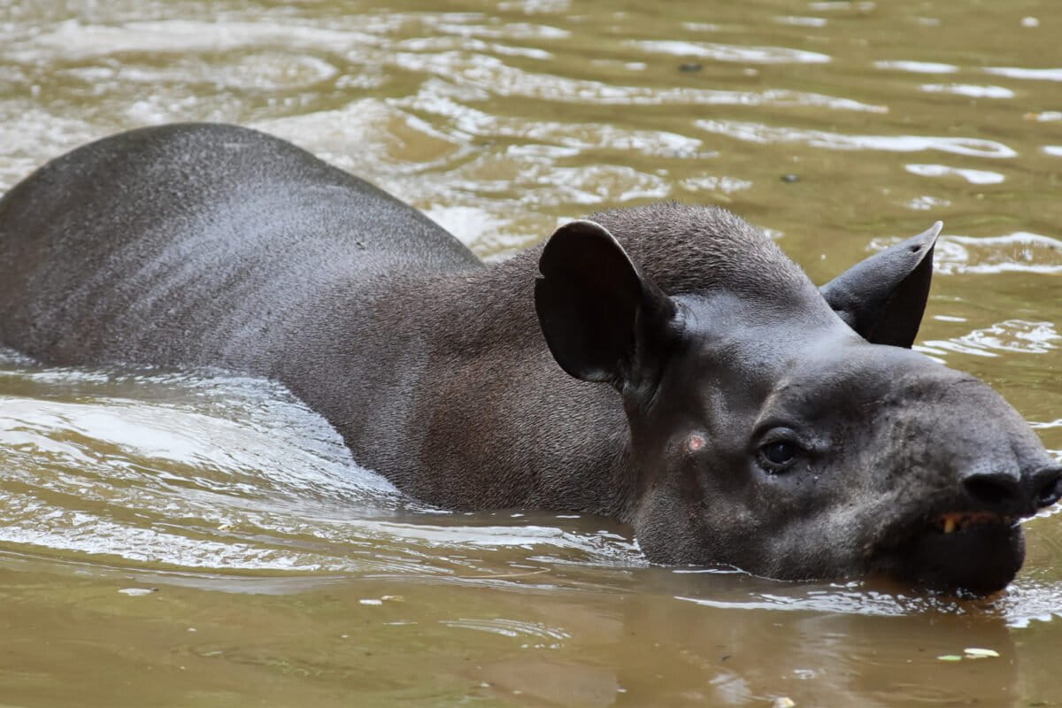 Typically found in habitats near rivers, lakes, and wetlands, the lowland tapir is a superb swimmer.
