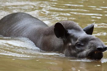 Typically found in habitats near rivers, lakes, and wetlands, the lowland tapir is a superb swimmer.