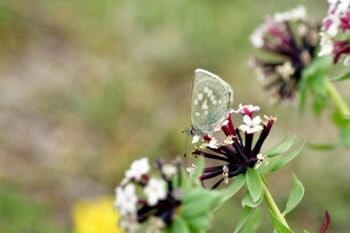 1_Alpine Mountan Blue (Albulina orbitulus lobbichleri)_Mustang_susceptible(NRDB1995)_©sanejprasadsuwal