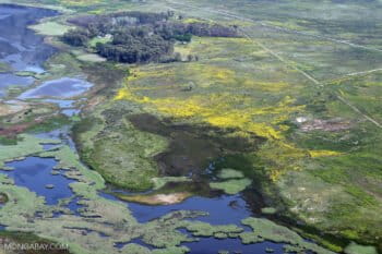Banner image of a wetland in South Africa, by Rhett A. Butler/Mongabay.