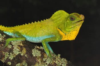 Despite also being known as “residual forests,” OSFs host significant biodiversity, like this endemic hump-nosed lizard (Lyriocephalus scutatus) that’s considered near-threatened on the IUCN Red List.