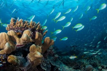 A coral reef in the shallow waters of the Andaman Sea.