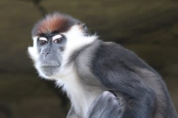 Oluwa's forest are home to many species threatened with extinction, including this red-capped mangabey (Cercocebus torquatus). Image by Rufus46 via Wikimedia Commons (CC SA 3.0).