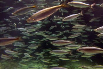 Atlantic herring (Clupea harengus) at an aquarium in Norway in 2015. Herring