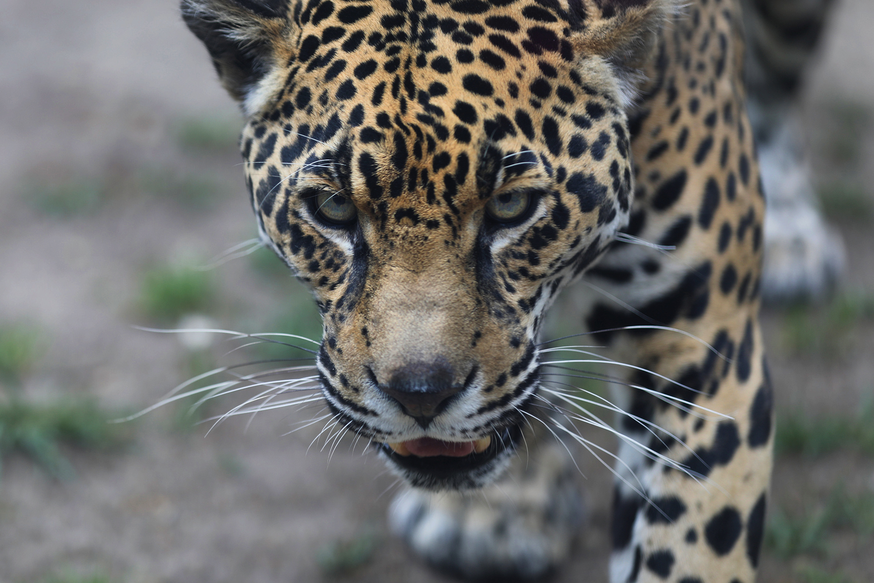 Jaguar in Ecuador. Photo by Rhett Ayers Butler