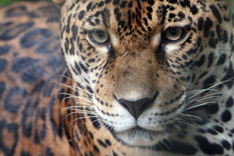 Jaguar in Colombia. Photo by Rhett Ayers Butler