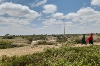 In a village near Kebribeyah district of Somali regional state, a young herder guides the cattle to the water source, keeping the age-old tradition alive. Image by Solomon Yimer.