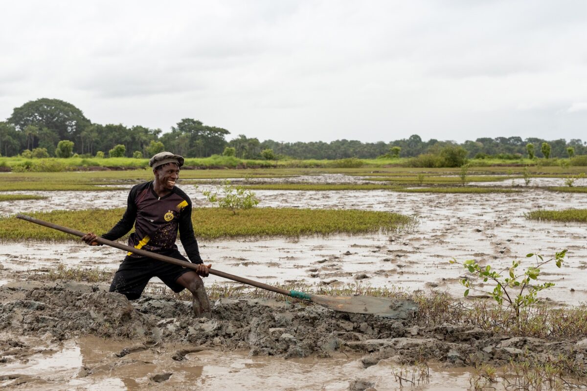 Restoring the abandoned rice fields required breaking up earthen dykes and clearing channels to restore natural water flow, so that mangroves seedlings and propagules could naturally recolonize the areas. In instances seedlings are also planted to help natural regeneration. Image by Wetlands International & Beyond Borders Media