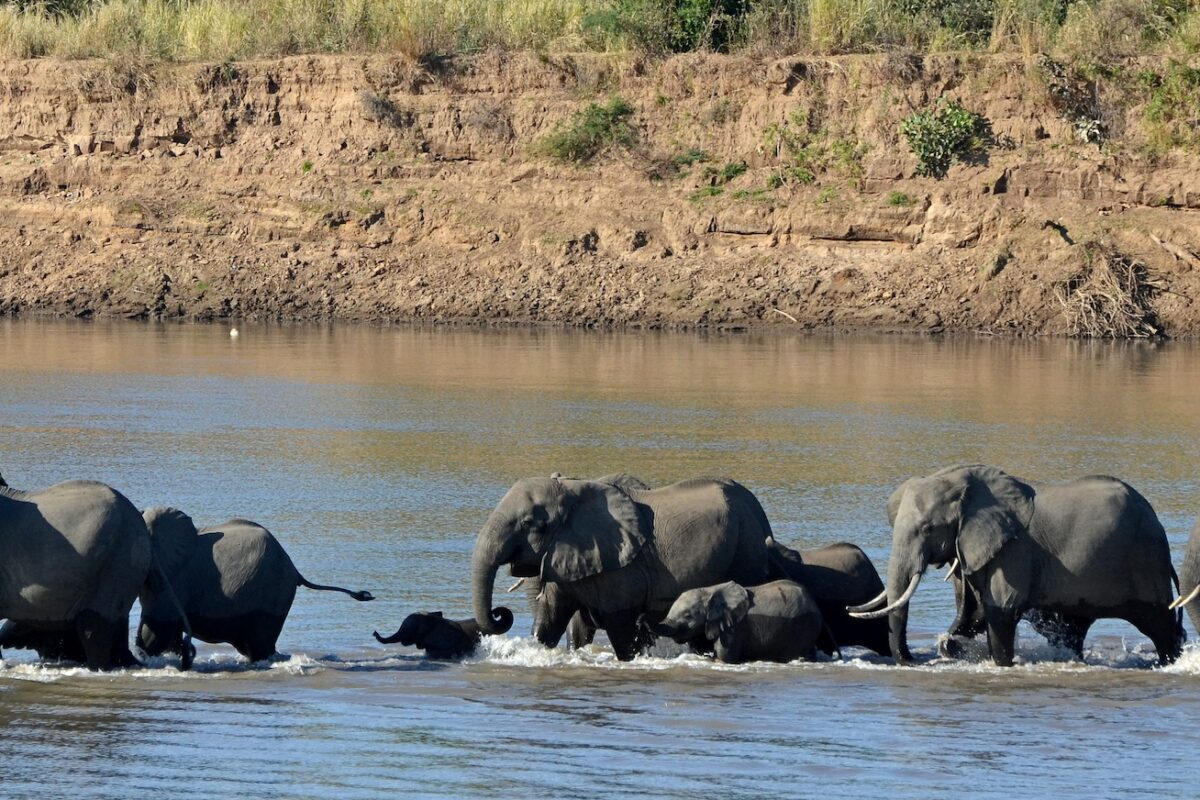 Conservation news on Endangered Species