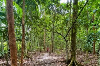 Banner image of the Bougainville forest planted by Carteret Islanders, by Thibault Le Pivain for Mongabay.