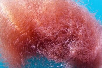 Antarctic krill swim in swarms of billions. Credit: Aker BioMarine, Pew