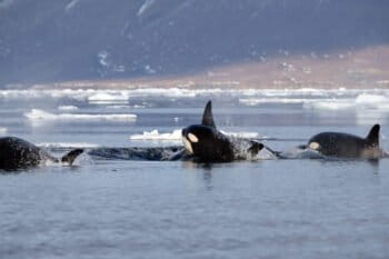 Killer whales swim in the icy Arctic waters that are newly open to them. Photo credit: Maha Ghazal