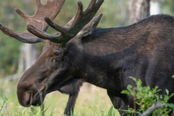 Moose (Alces alces) populations in Ontario, Canada, have declined by 20 percent in the last two decades. Photo credit: Richard Lee on Unsplash