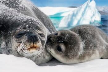Weddell seals live in Antarctica. They communicate via chirps and trills. Image credit: ELG21 from Pixabay