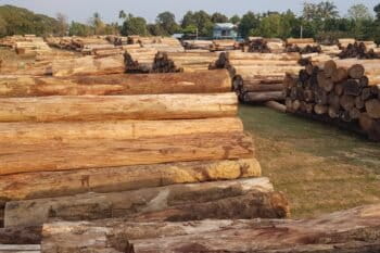 Banner image of Myanmar teak courtesy of EIA.