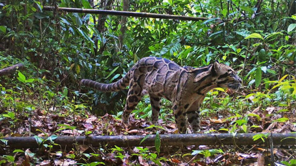 The clouded leopard researchers caught on a camera trap while studying other wildlife.