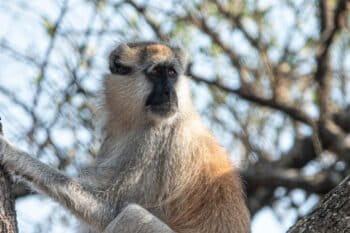 A southern patas monkey (Erythrocebus baumstarki) sits on the branch of a tree in the Serengeti. Image courtesy Katie Sanborn.