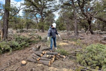 Pinyon pines cut into firewood on the Diné College forest plot. Photo credit: Peter Z. Fulé.