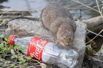 Banner image of a water vole beside a plastic bottle in Derbyshire, U.K., courtesy of Jack Perks/Greenpeace.