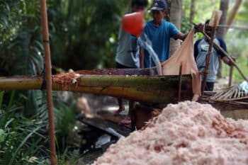 Farmers squeezing sago palms in South Hakmahera.