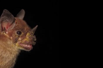A pale spear-nosed bat covered in pollen.