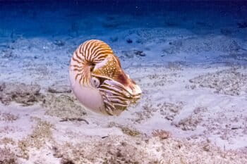 Banner image of a Palau nautilus, courtesy of the Ocean Exploration Trust.
