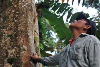 A man looks up at a merbau tree, which grows abundantly on Enggano Island.