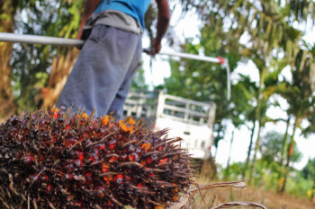 Residents have started planting oil palms up to 30 hectares (74 acres) spread across several villages on Enggano Island.