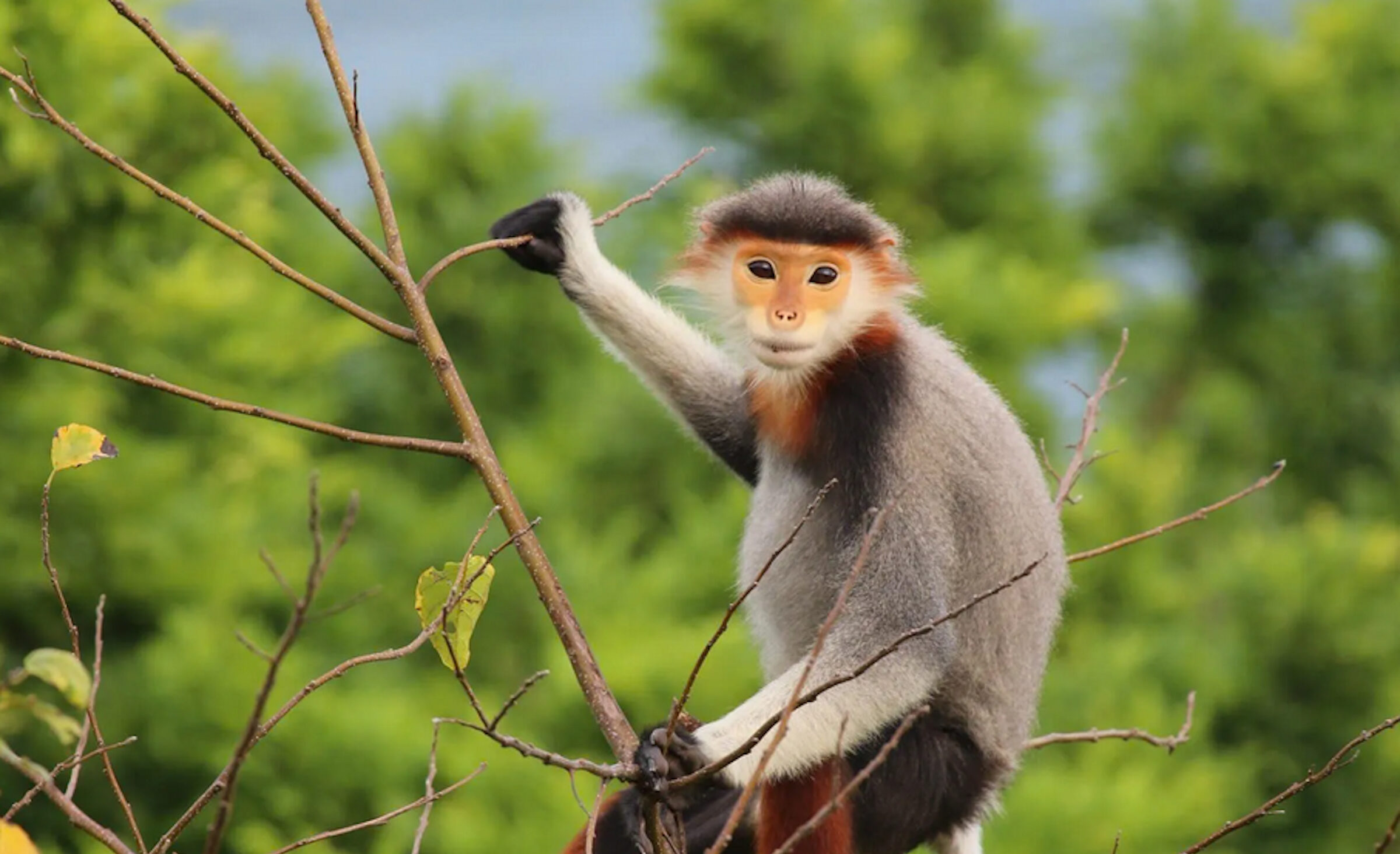 Large-scale illegal wildlife shops in Laos found scamming Chinese tourists – Mongabay