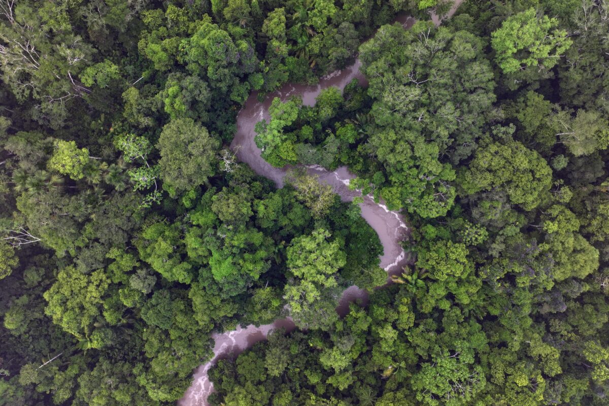 From deforestation to renewal: Why reforestation isn’t just about trees