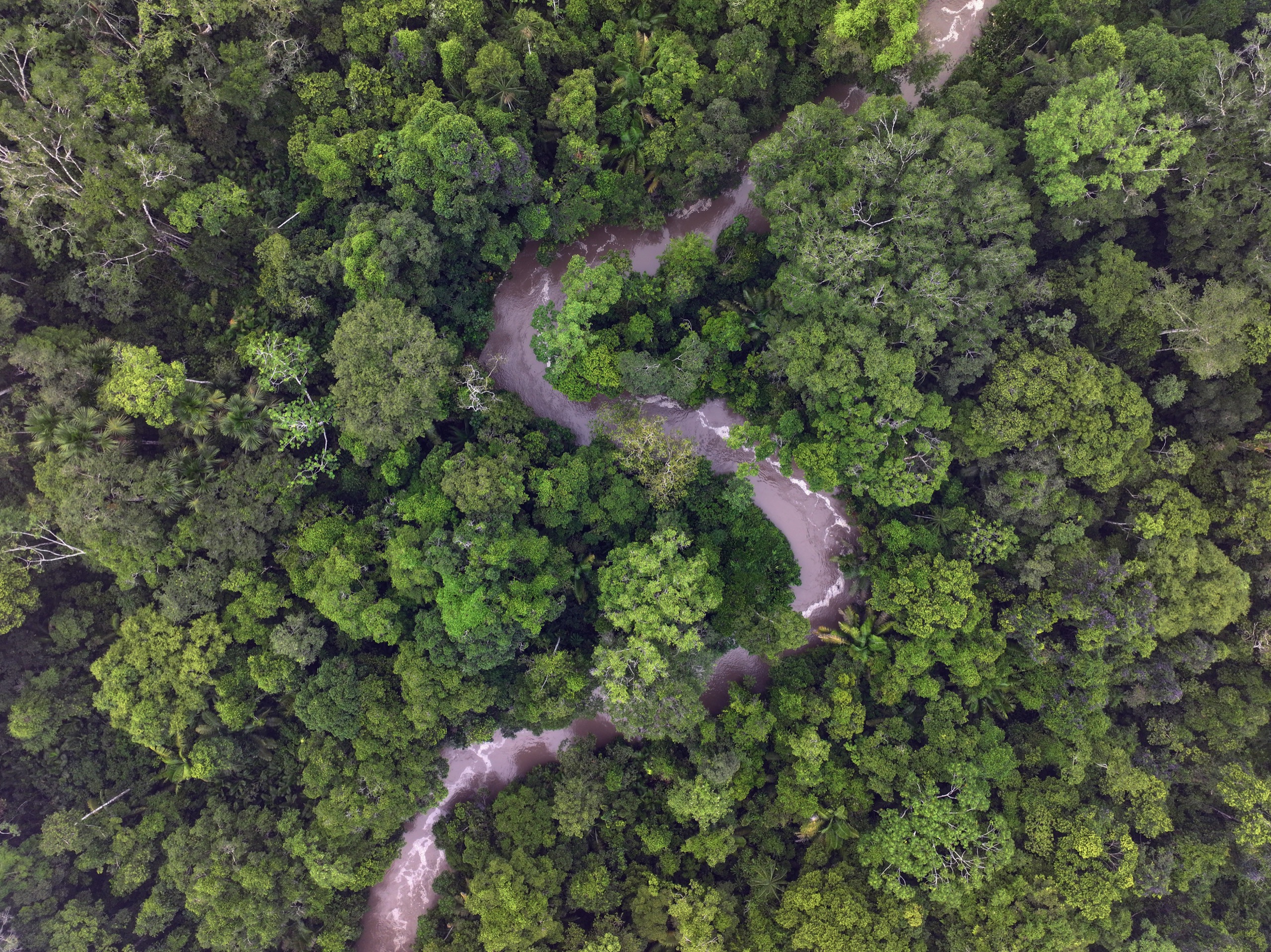 Amazon rainforest in Ecuador. Photo by Rhett Ayers Butler
