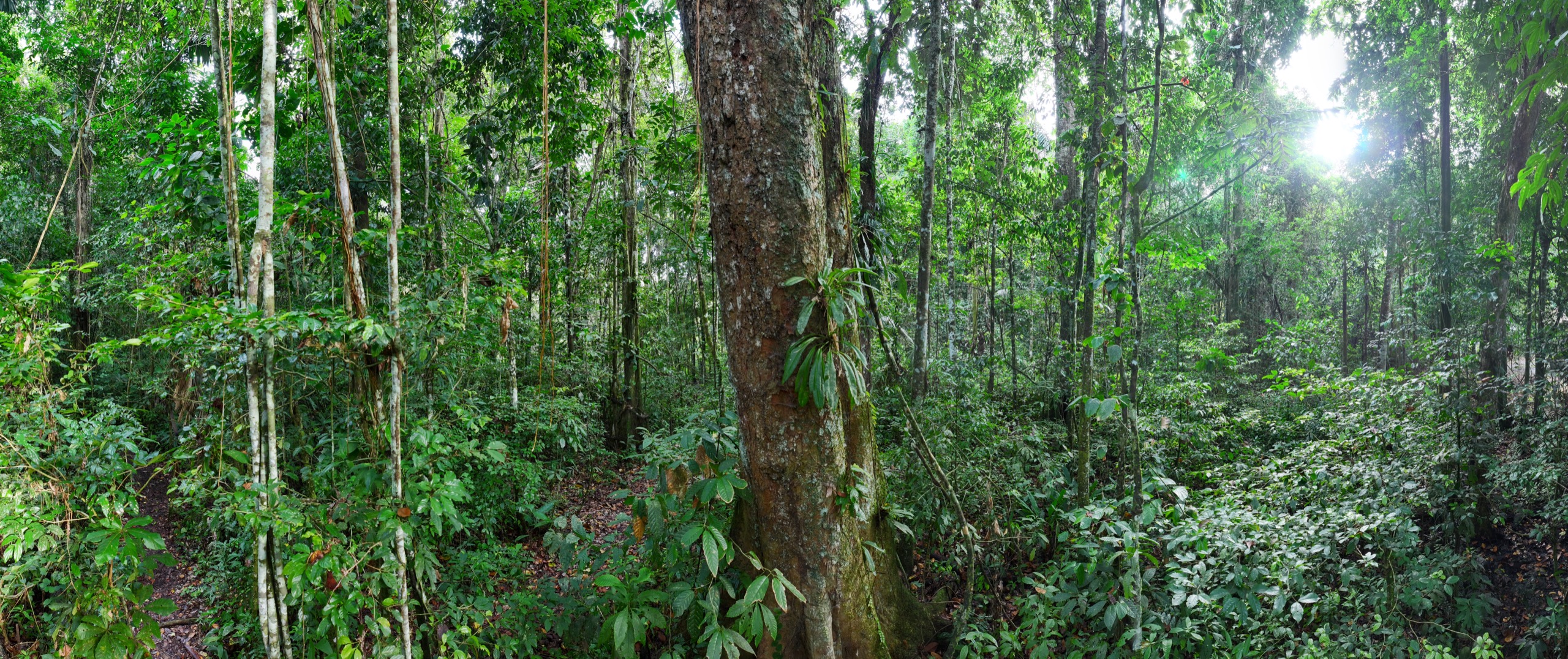 Amazon rainforest in Ecuador. Photo by Rhett Ayers Butler