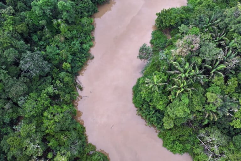 Amazon rainforest in Ecuador. Photo by Rhett Ayers Butler