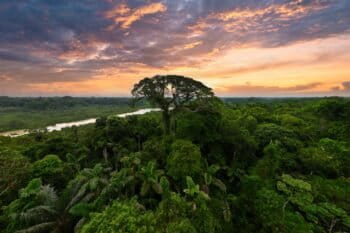 Amazon rainforest in Ecuador. Photo by Rhett Ayers Butler