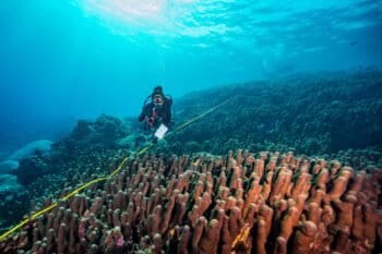 Banner image of Galaxea astreata coral colony in Nusa Penida in Bali, Indonesia, courtesy of Ocean Gardener.