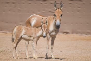 Banner image of the recently born onager foal in Saudi Arabia, courtesy of Prince Mohammed bin Salman Royal Reserve.