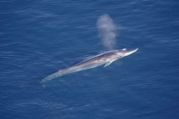 Fin whales, the second-largest mammal on earth, are hunted in Iceland, and their meat is exported to Japan. Image credits: Aqqa Rosing-Asvid - Visit Greenland - Flickr: Finhval, CC BY 2.0,